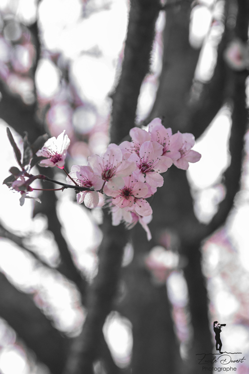 photographe-professionnelle-nature-printemps photographe-professionnelle-nature-printemps