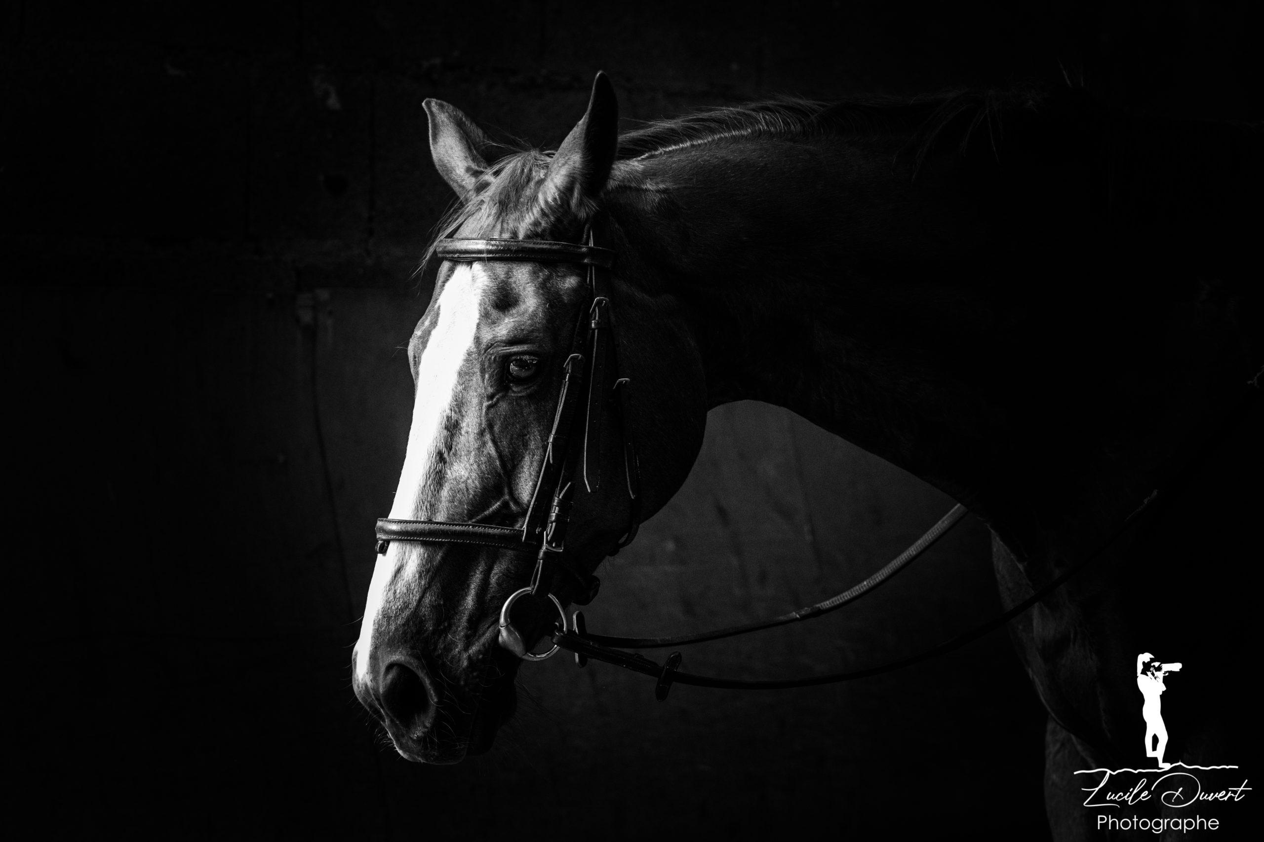 lucile-duvert-photographe-équitation-équestre-puy-de-dome